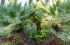 How to Grow and Care for European Fan Palm